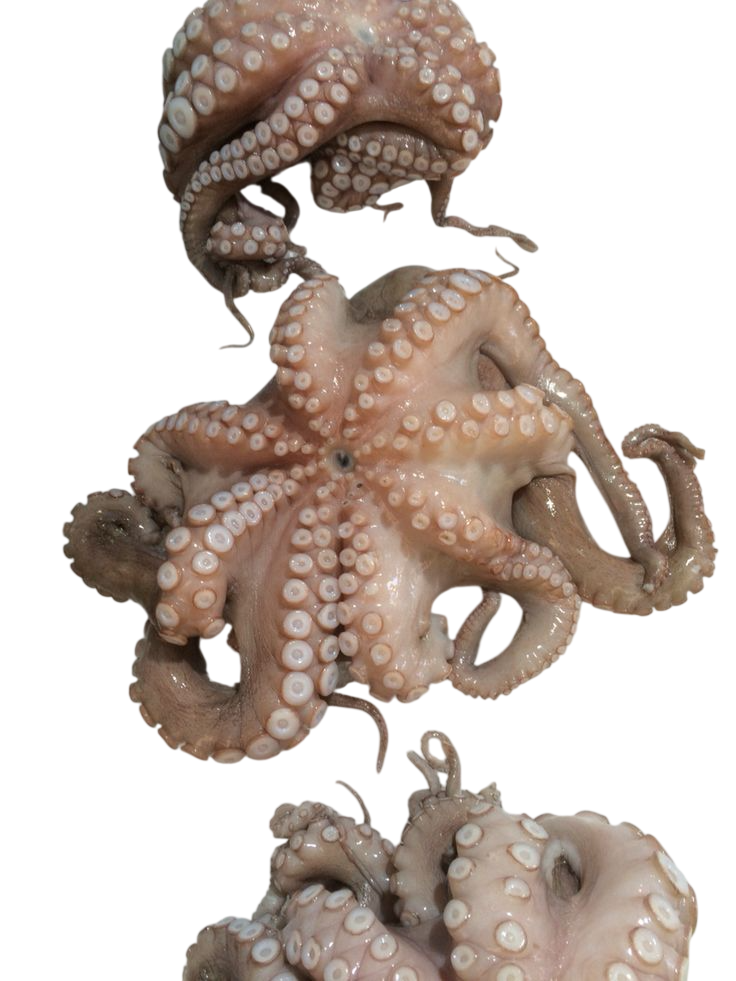 Spanish Octopus (Frozen)